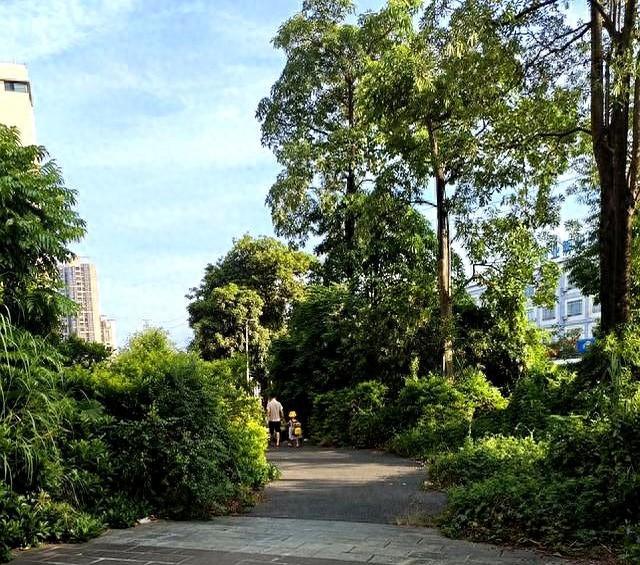 49岁边打工边写作：构思好三篇日记体文章，不过今晚先回复朋友们