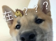 舔狗日记：当代爱情里的一厢情愿