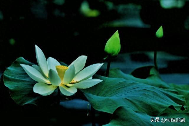 情感语录：不是爱情变了质，只是爱与被爱站错了位置