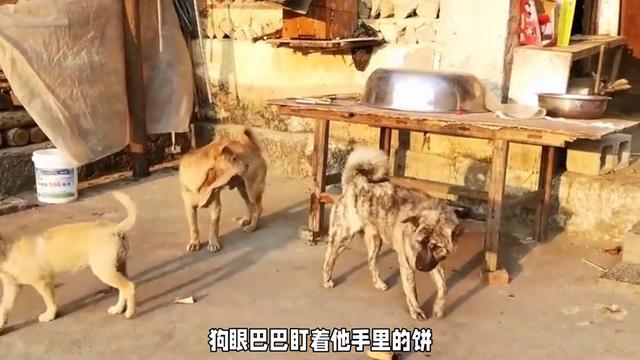 夜晚乡村院落，黄狗报恩，民间故事，温馨感动