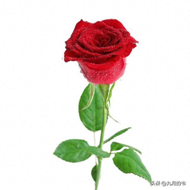 两性情感：五十五岁女人说出了，晚年找伴儿的秘密，你想不到！