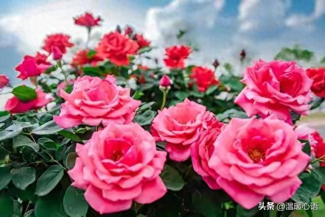 写给老婆的感人文章