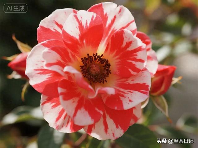 两性关系：真正的爱情需要坚持和付出