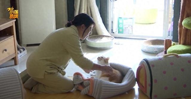 紧急求助！杭州女子救下6只流浪猫，母亲却突患重病，背后故事让人感动……