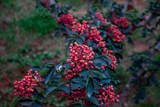 坚持到底，平凡也能成就非凡！那些感动世界的坚持故事你知道吗？