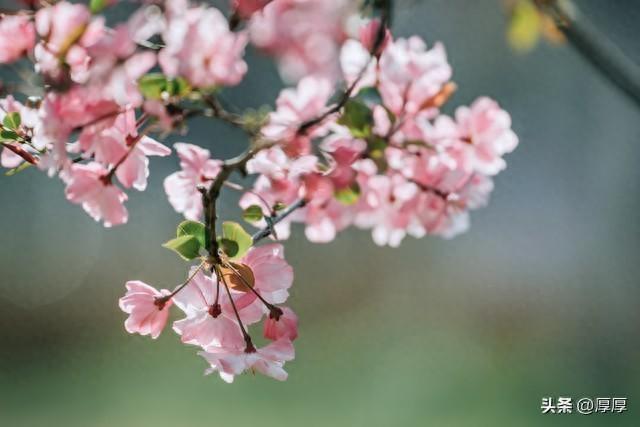 哲理散文：相信缘分，静待花开