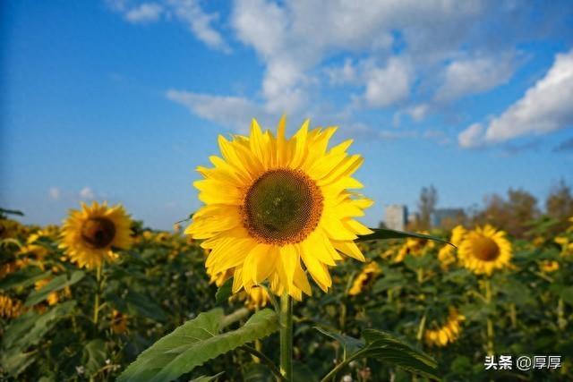 哲理散文：世间万物，皆有温度