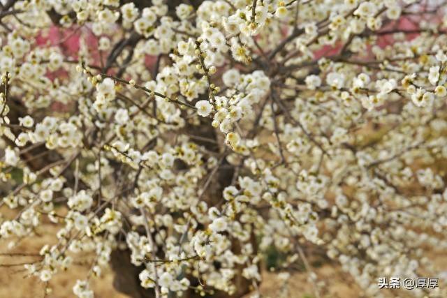 哲理散文：放下执念，心静如水