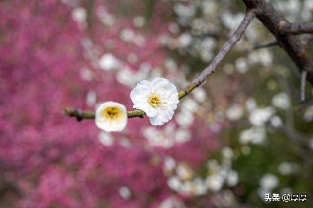 哲理散文：放过自己，心自安然