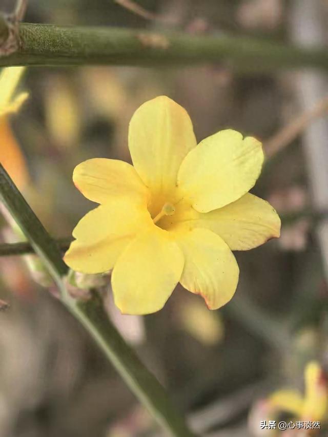 情感美文:有一种情不自禁，叫春暖花开。