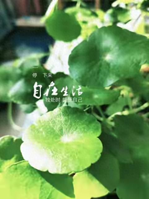 张晓磊爆款文章:通透的生活，是简单，是自由，是心安