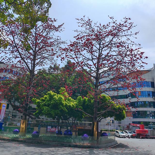 木棉花开吸眼球 故事生动又感人