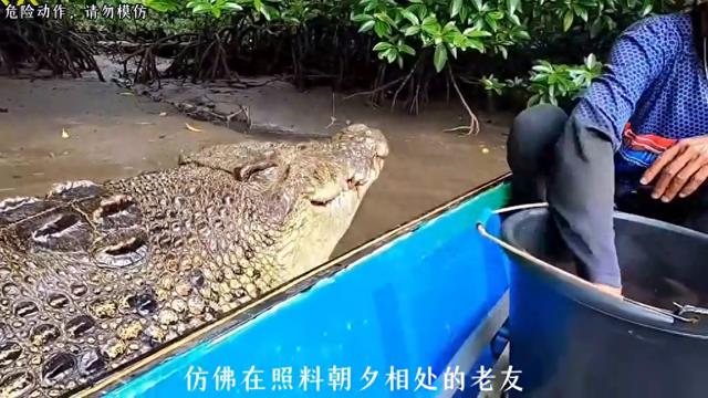 温顺的鳄鱼，跟他主人安博的感人故事