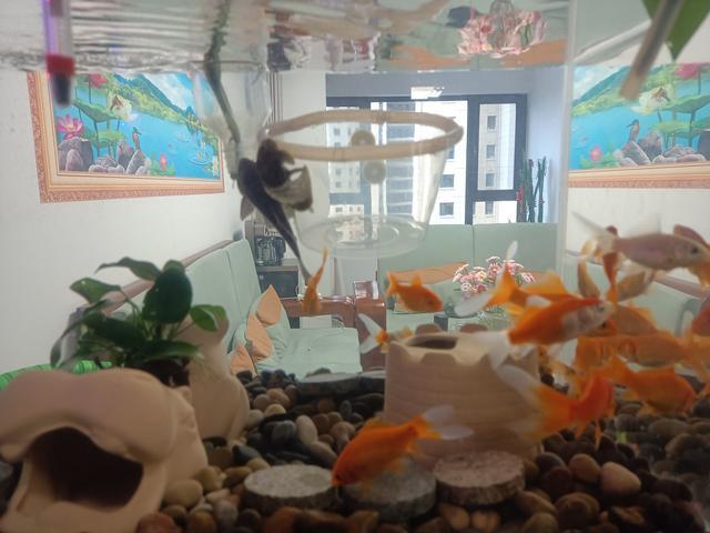 养鱼日记（4月1日）——鱼之哲理