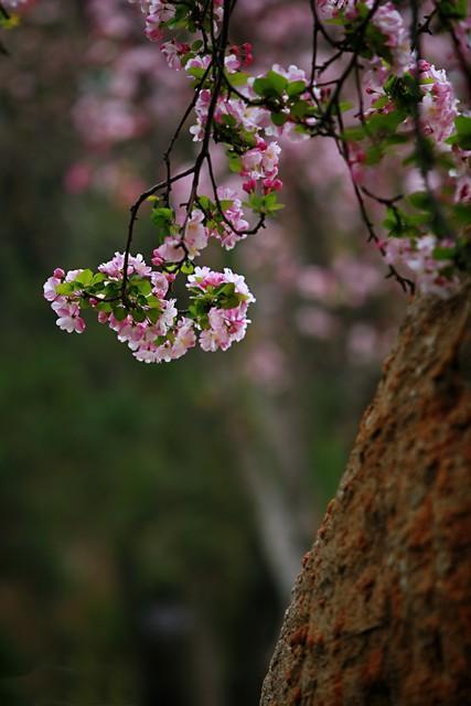 爱情语录：认定的人，一生一世