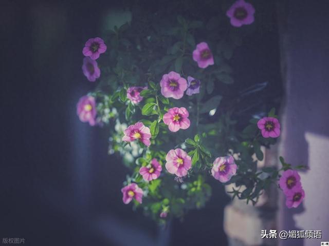 触动心灵的情感语录，哪句戳中了你？