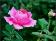 静等花开