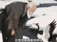 《白鹤报恩》：一位老木匠的感人故事#民间故事#
