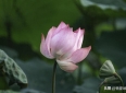 归真论——人生哲理感悟