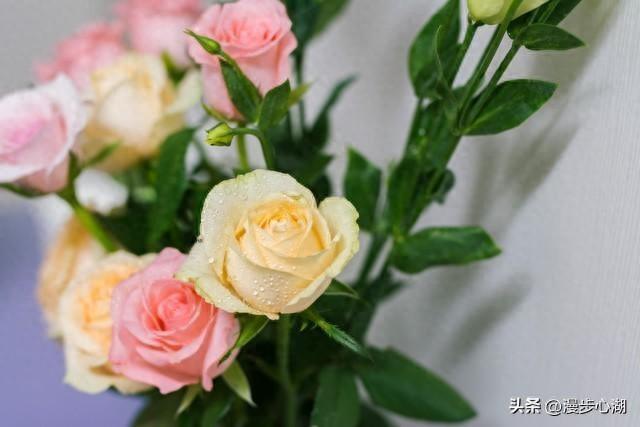 两性关系：65岁退休女医生自述，生理上的动心，根本藏不住。