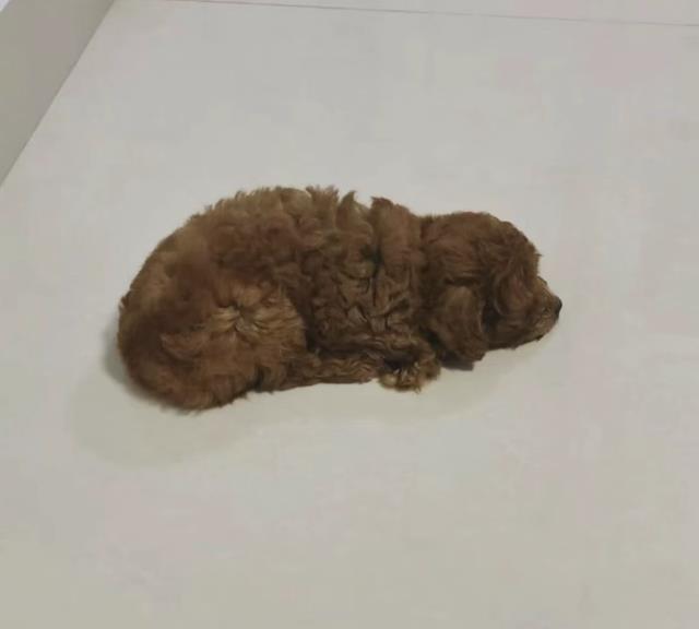 情侣毕业搬走，把养了半年的小狗丢在楼道里，小姐姐好心收养，问了医生才知道：原来小狗真的会因为被抛弃抑郁伤心到不想活了