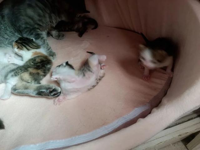 被一窝小猫治愈，在朝夕陪伴里读懂亲情与成长