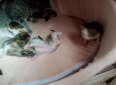 被一窝小猫治愈，在朝夕陪伴里读懂亲情与成长