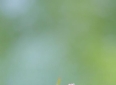 小草坪日记🌱治愈组诗：爱情的故事 I 缘分天空四部曲