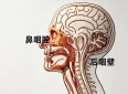 唱歌发声位置在胸腔？后咽壁？鼻咽腔？一次讲清