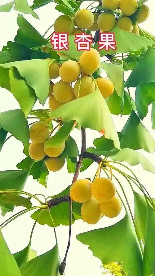 【经典品读】郭沫若：《银杏》《石榴》《白鹭》（托物言志类散文）