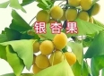 【经典品读】郭沫若：《银杏》《石榴》《白鹭》（托物言志类散文）