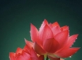 励志故事：背母上学刘秀祥