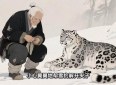 雪豹报恩：张老汉与受伤雪豹的感人故事