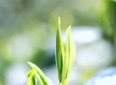 哲理散文：草木人间，一叶千年