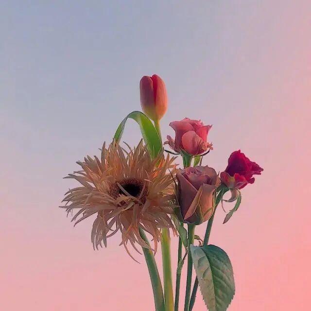 史上最经典的句子，每一句都令人拍案叫绝！