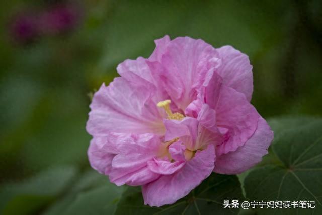 读书，是普通人最低成本的顶级滋养